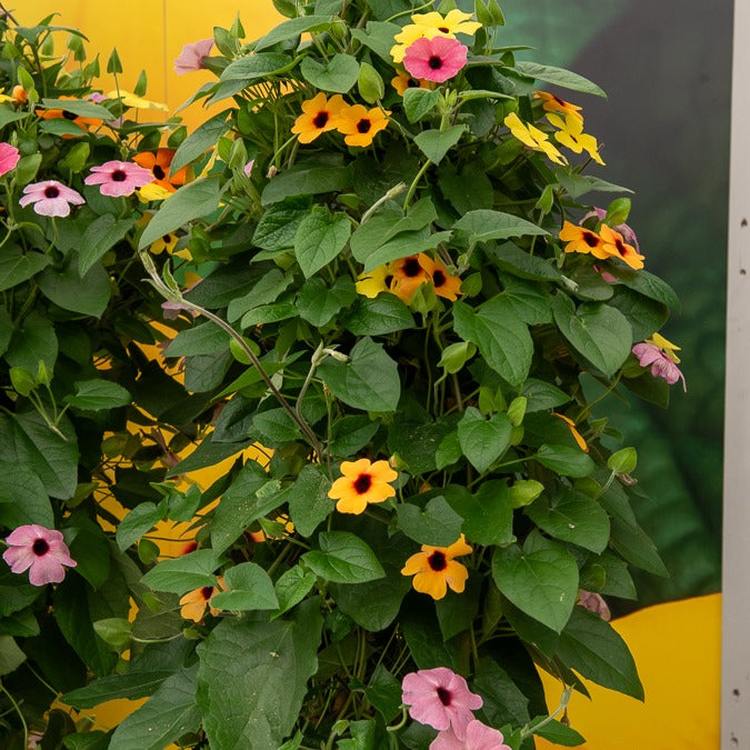 Suzanne met de mooie ogen Mix Roze Oranje Wit x3 Thunbergia suzanne-met-de-mooie-ogen-mix-roze-oranje-wit-x3-thunbergia