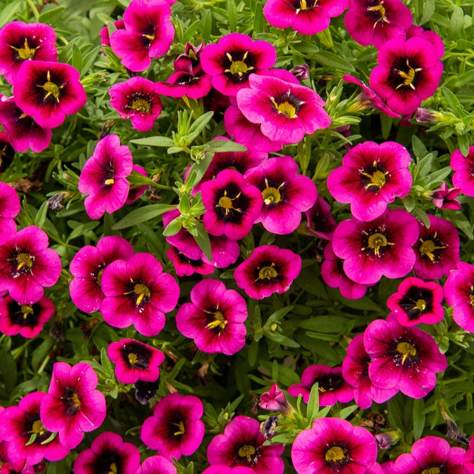Petunia 'Good Night Kiss' (x3) - Calibrachoa cabaret® 'good night kiss' - Bakker