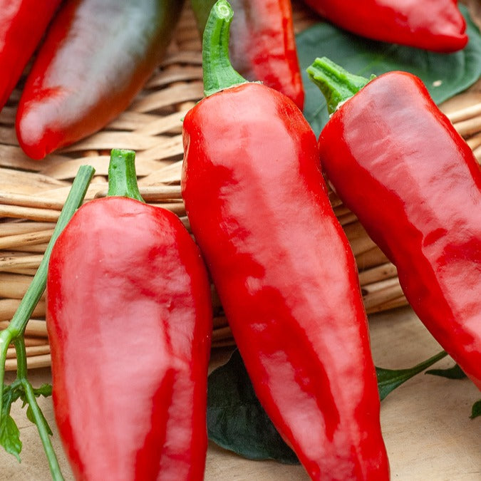 Capsicum annuum gorria - Chilipeper 'Gorria' - Peperzaden