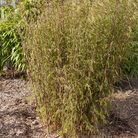 Bamboe 'Jiuzhaigou' - Bakker