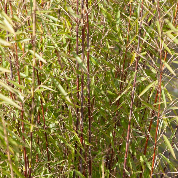 Bamboe 'Jiuzhaigou' - Fargesia nitida Jiuzhaigou - Bakker