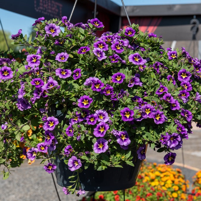 Mini Petunia Bumble Bee (x3) - Bakker