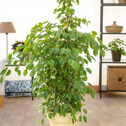 Goudkoning Treursmurf - Ficus benjamina Golden King - Kamerplanten