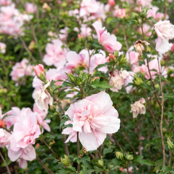 Hibiscus Roze Chiffon - Hibiscus Syriacus Pink Chiffon - Bakker