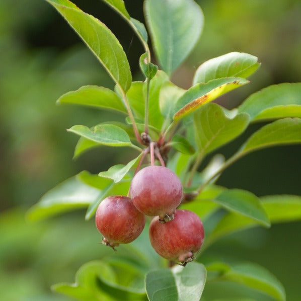 Verkoop Sierappel Evereste Perpetu - Malus Evereste Perpetu