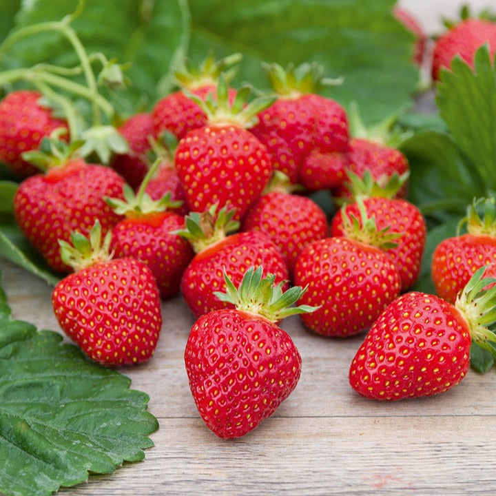 Aardbei 'Rubis Des Jardins' - Fragaria x ananassa 'Rubis Des Jardins' - Bakker