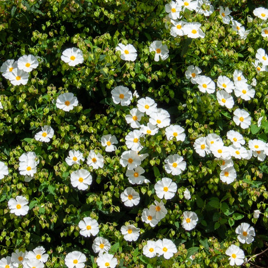 Corbières cistus - Bakker