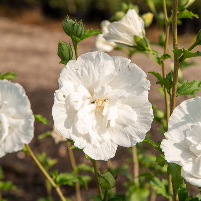 Hibiscus White Chiffon - Hibiscus syriacus White Chiffon - Bakker