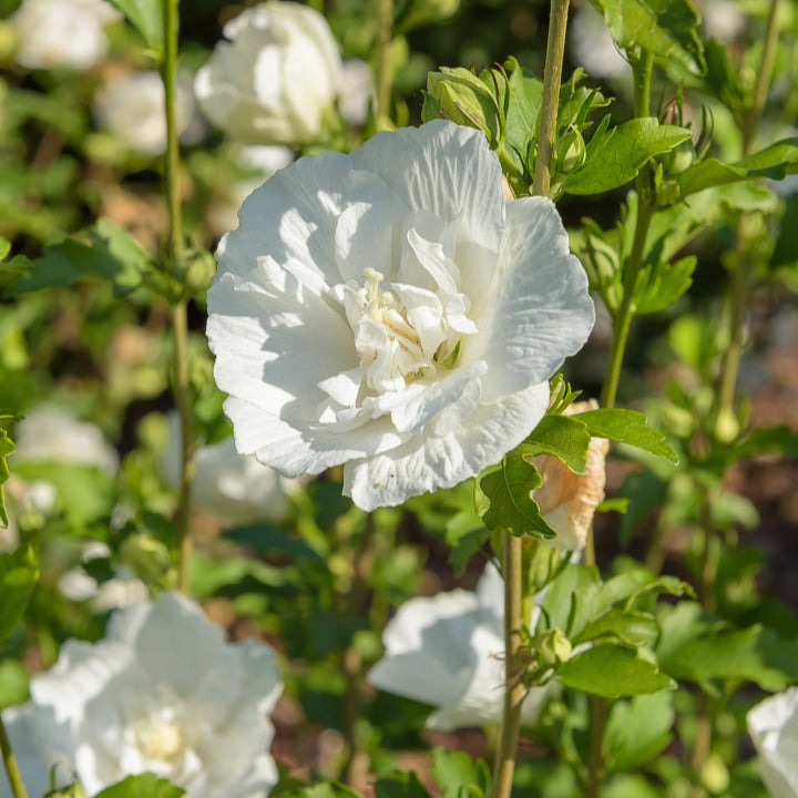Hibiscus syriacus White Chiffon - Hibiscus White Chiffon - Heesters op stam