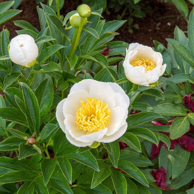 Pioenroos Jan Van Leeuwen - Paeonia lactiflora Jan Van Leeuwen - Bakker