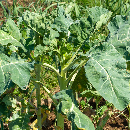 Groene kool - Bakker