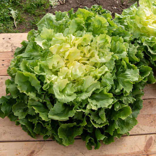 Grote krulandijvie - Bakker