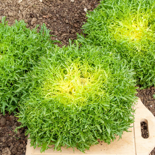 Krulandijvie 'Fine de Louviers' - Bakker