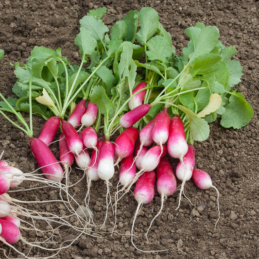 Halflange 18-daagse radijs - Bakker