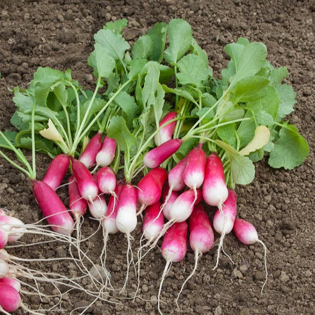 - collectie van zaden voor de moestuin - Moestuinzaden