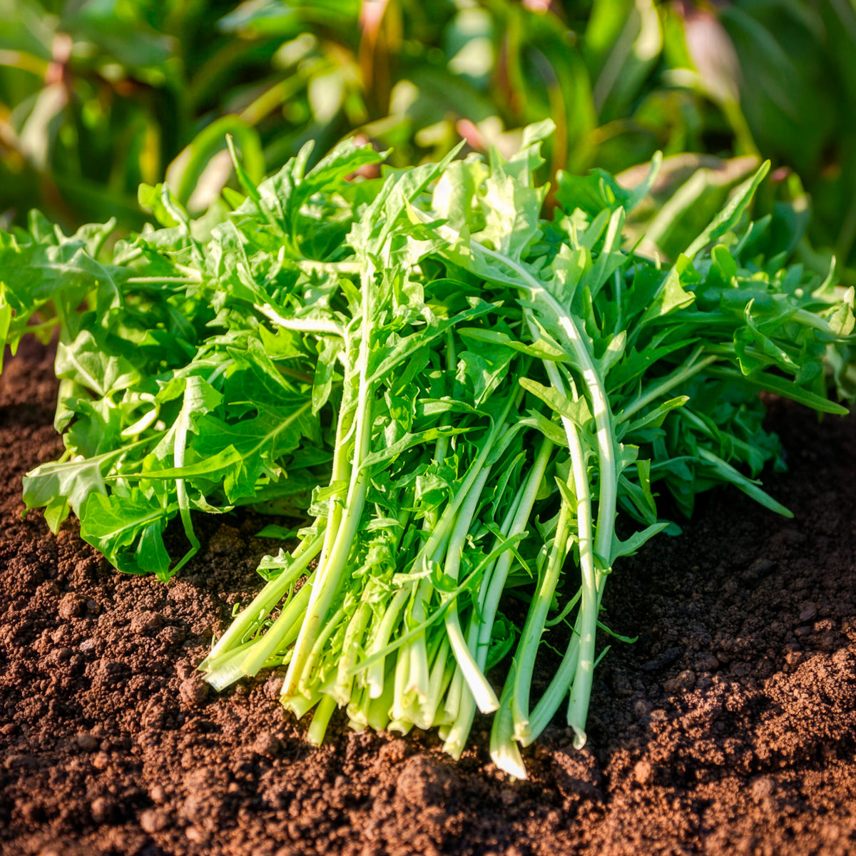 Witlof 'Barbe de Capucin' - Cichorium intybus barbe de capucin - Bakker