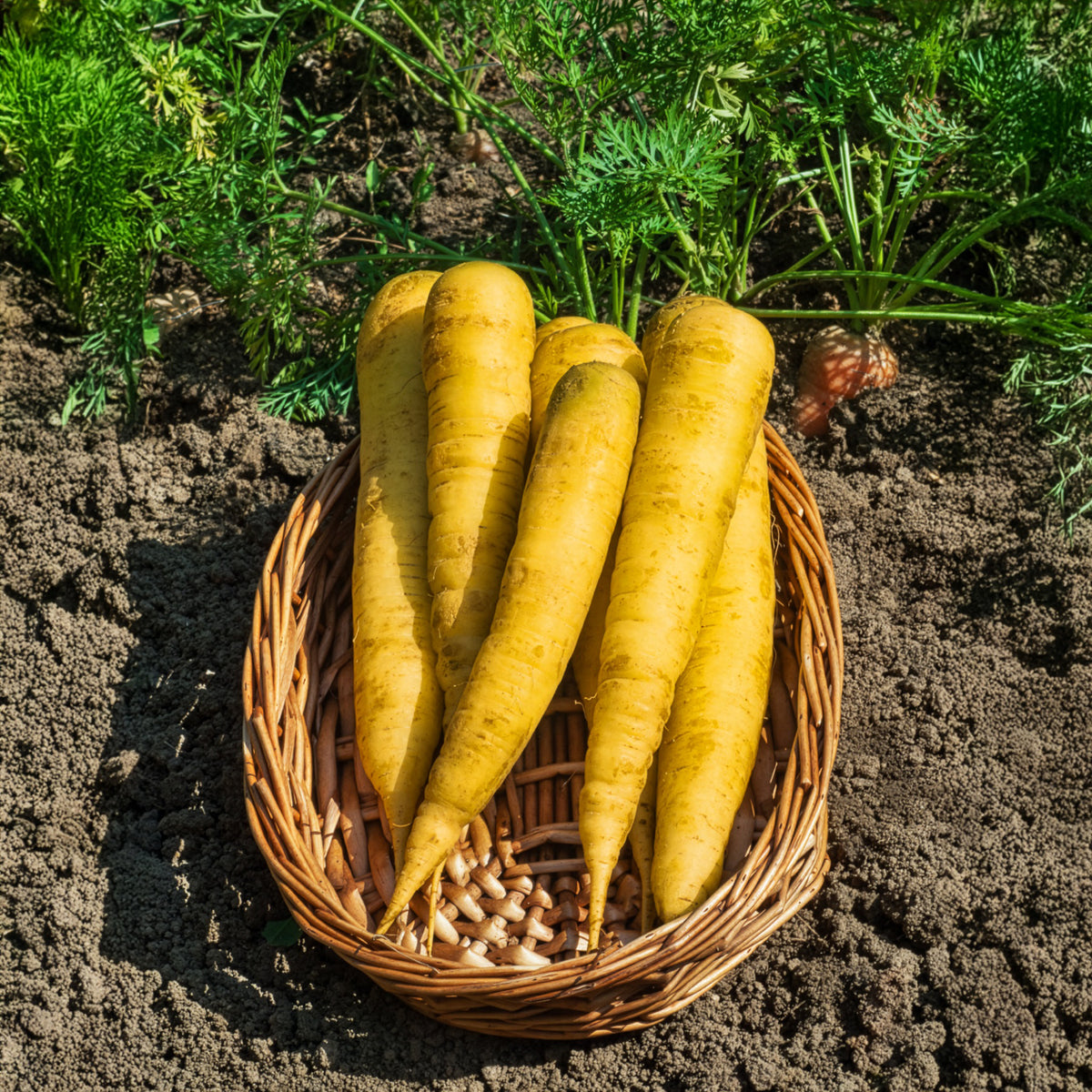 Wortel 'Jaune de Lobberich' - Daucus carota jaune de lobberich jaune du doubs - Bakker
