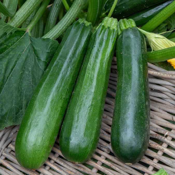 10 Courgette BIO zaden - niet woekerend - Cucurbita pepo verte non coureuse des maraîchers - Bakker