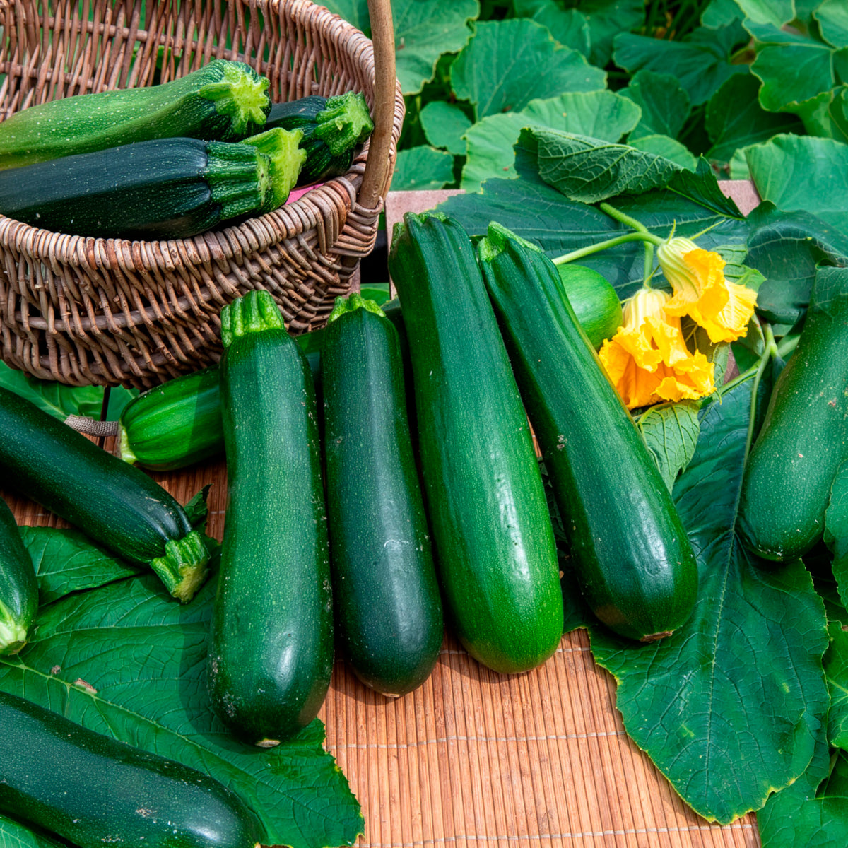 Cucurbita pepo verte non coureuse des maraîchers - 10 Courgette BIO zaden - niet woekerend - Courgettezaden