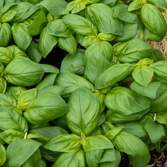 Basilicum 'Grand Vert' - Ocimum basilicum Grand Vert - Bakker
