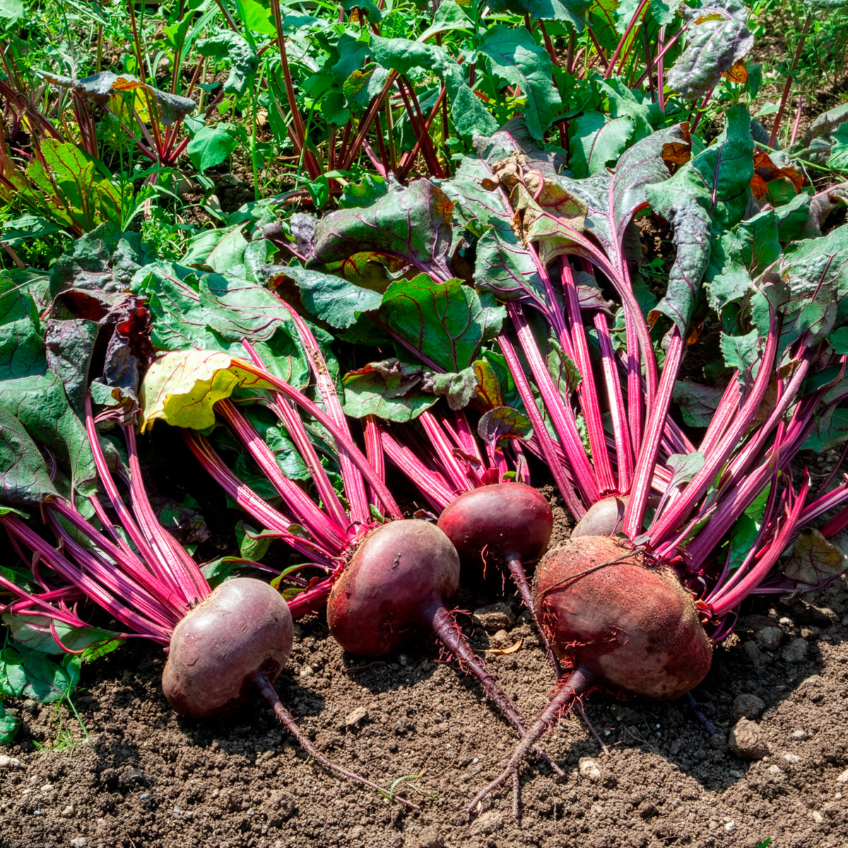 Zwart biet 'Egyptische platronde' - BIO - Beta vulgaris d'egypte - Bakker