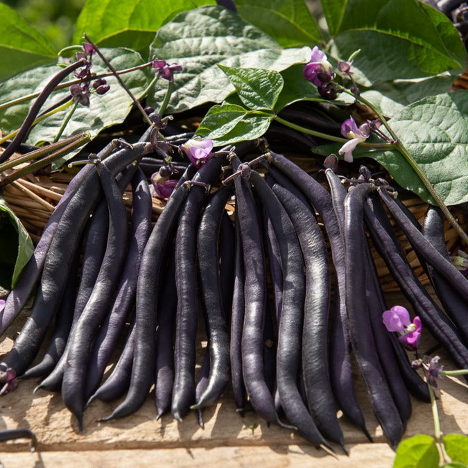 Stamslaboom 'Purple Queen' - Bakker