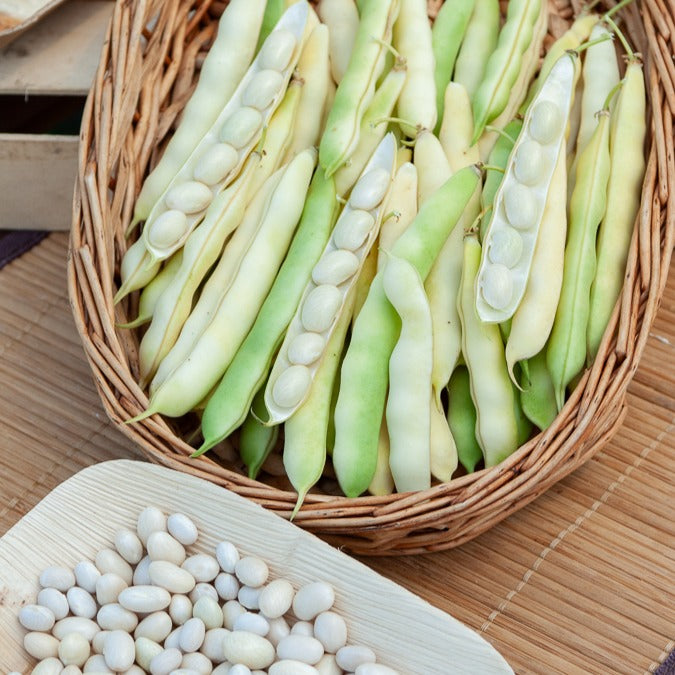 Stamdroogboon 'Coco Blanc Précoce' - Bakker