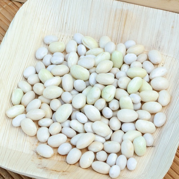 Stamdroogboon 'Coco Blanc Précoce' - Phaseolus vulgaris coco blanc précoce - Bakker