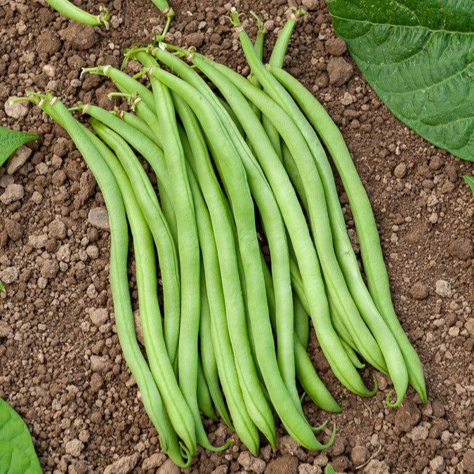 Sperzieboon 'Novirex' - Phaseolus vulgaris Novirex - Bakker