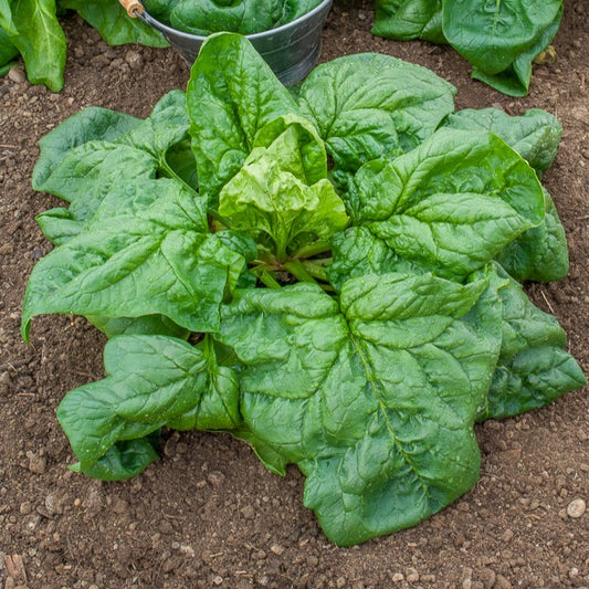 Winterspinazie - BIO - Bakker