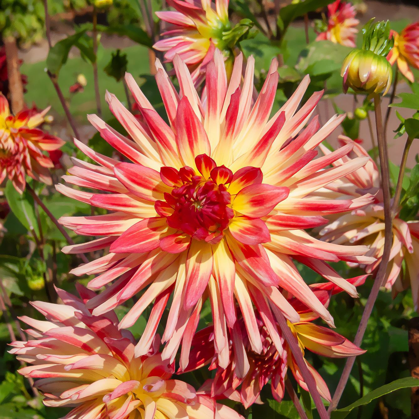 Bloembollen Cactus Dahlia 'Firebird' (x3) - Dahlia cactus oiseau
