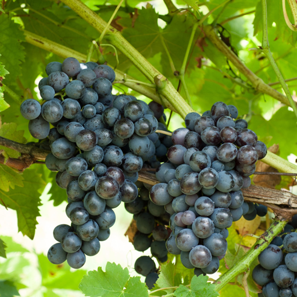 Druif - Blauwe druif 'Muscat de Hambourg' - Vitis vinifera muscat de hambourg
