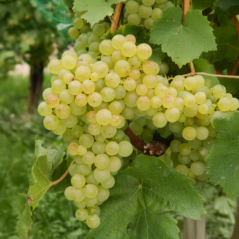 Verkoop Druivenstruik Mix - Vitis vinifera Chasselas rose, Muscat de Hambourg, Exalta, Chasselas de Fontainebleau