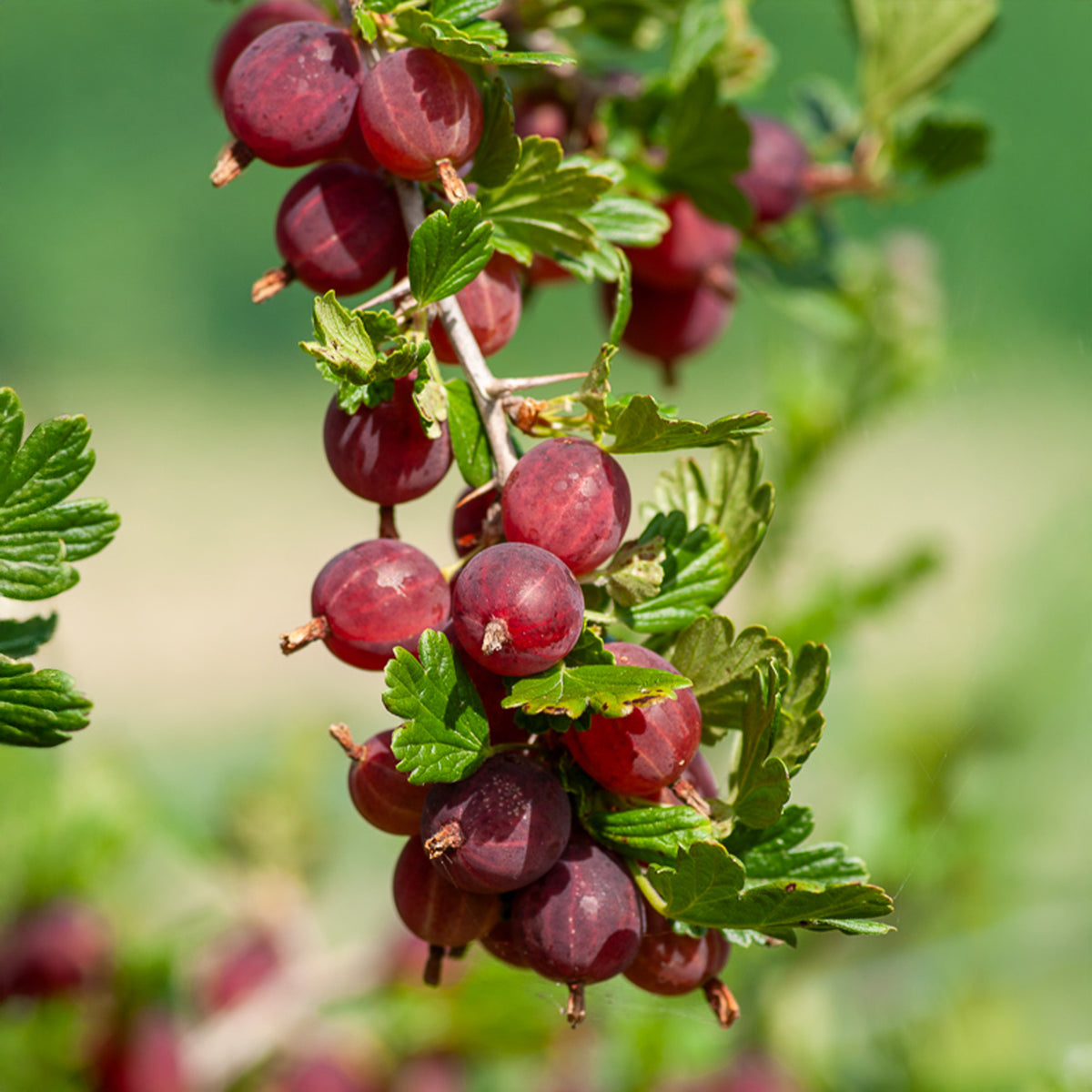 Kruisbes 'Winham's Industry' (x2) - Ribes uva-crispa winham's industry - Bakker