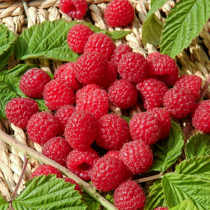 Framboos 'Heritage' - Bakker