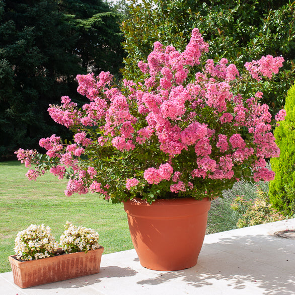 Verkoop Indische sering - roze - Heesters