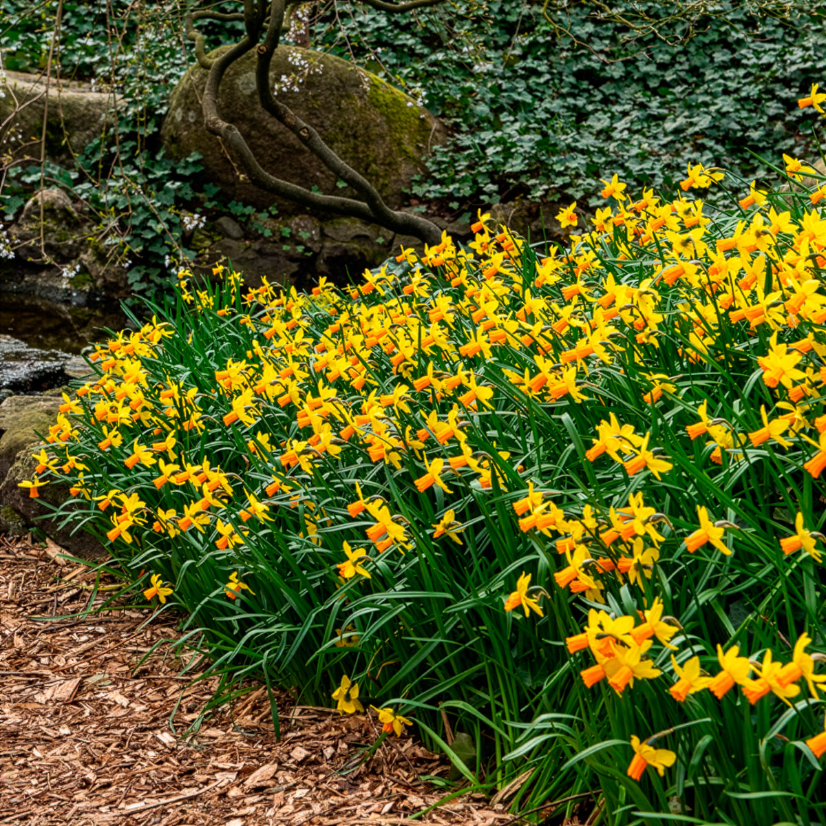 Verkoop Narcis Jet Fire (x5)