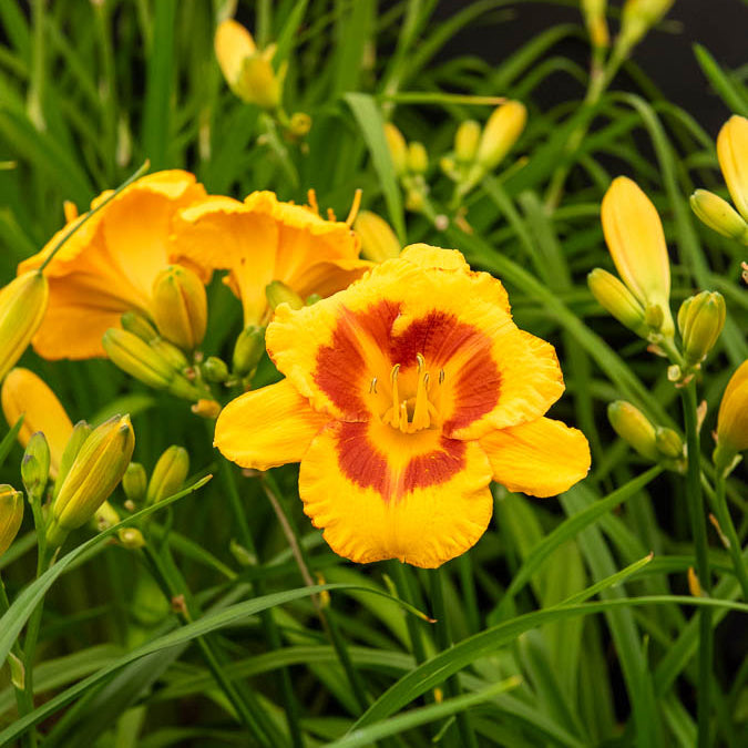 Hemerocallis fooled me série 500 - 3 Fooled me aglelies - Hemerocallis - Daglelie