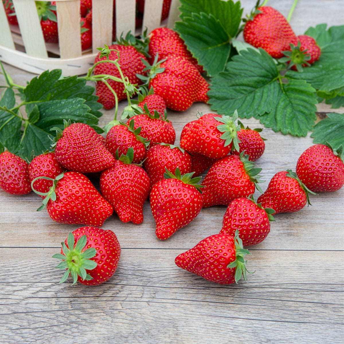 Fragaria x ananassa magnum cov marionnet 97 - Aardbei 'Magnum' - Aardbei