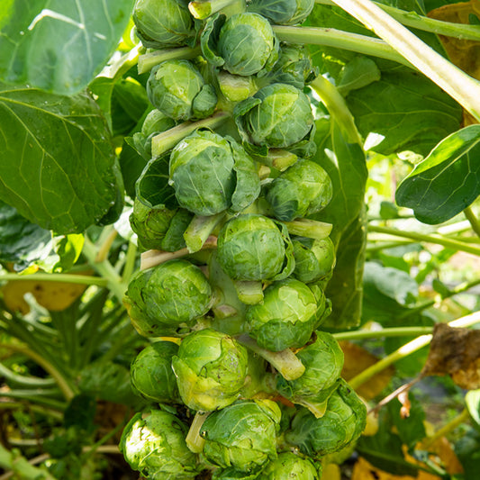 Spruiten 'Igor F1' - Bakker