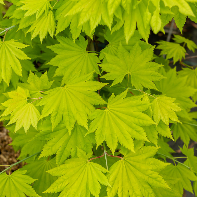 Japanse esdoorn - Japanese gele Esdoorn - Acer shirasawanum aureum
