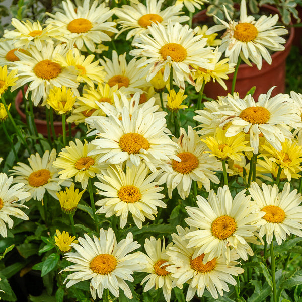 Leucanthemum superbum banana cream - Margriet 'Banana Cream' (x2) - Leucanthemum - Margriet