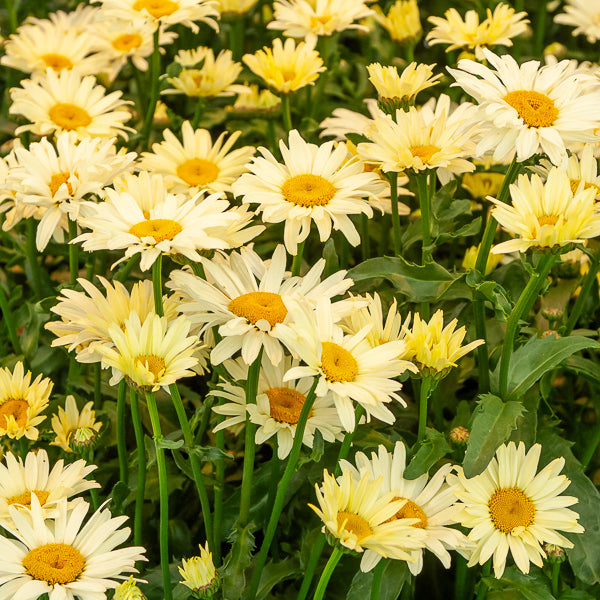 Margriet 'Banana Cream' (x2) - Bakker