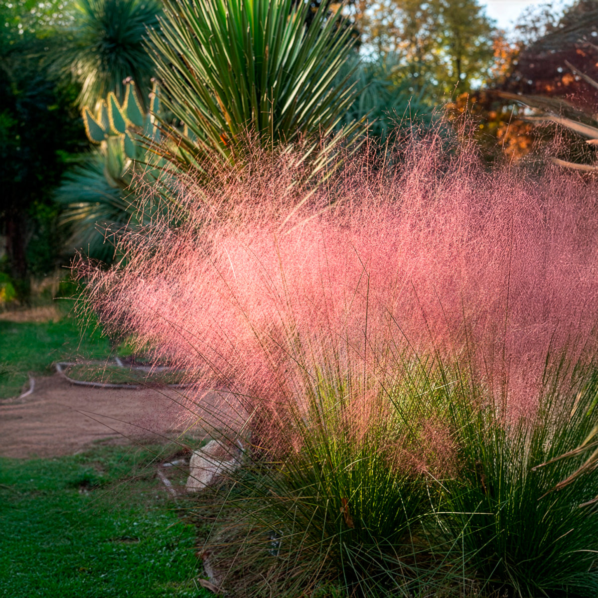 Verkoop Muhlenbergia - roze (x2)