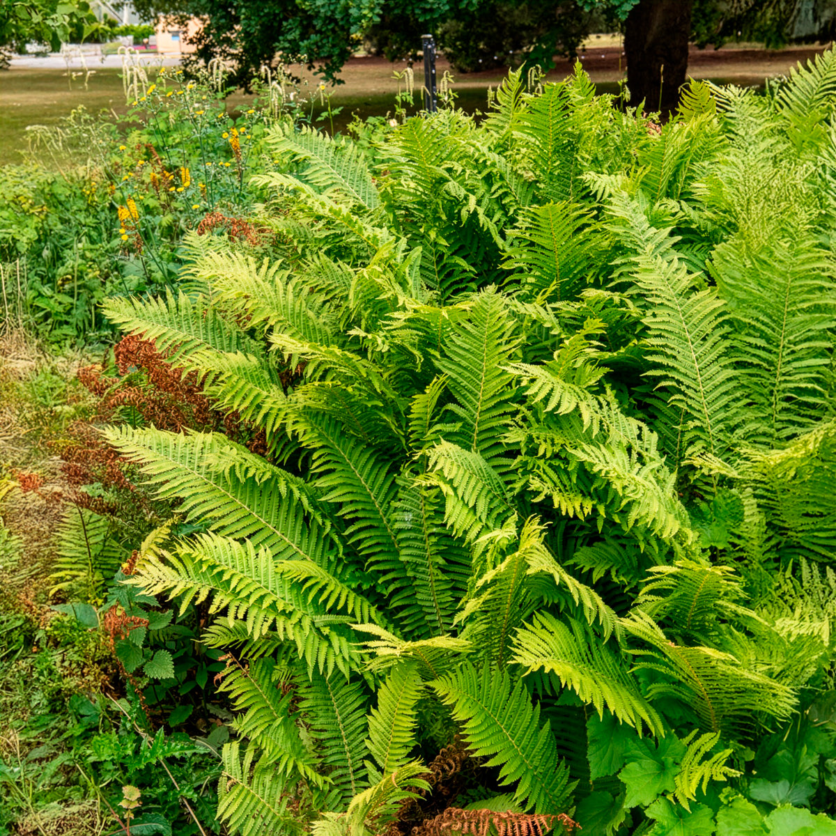Struisvaren (x2) - Vaste planten - Bakker