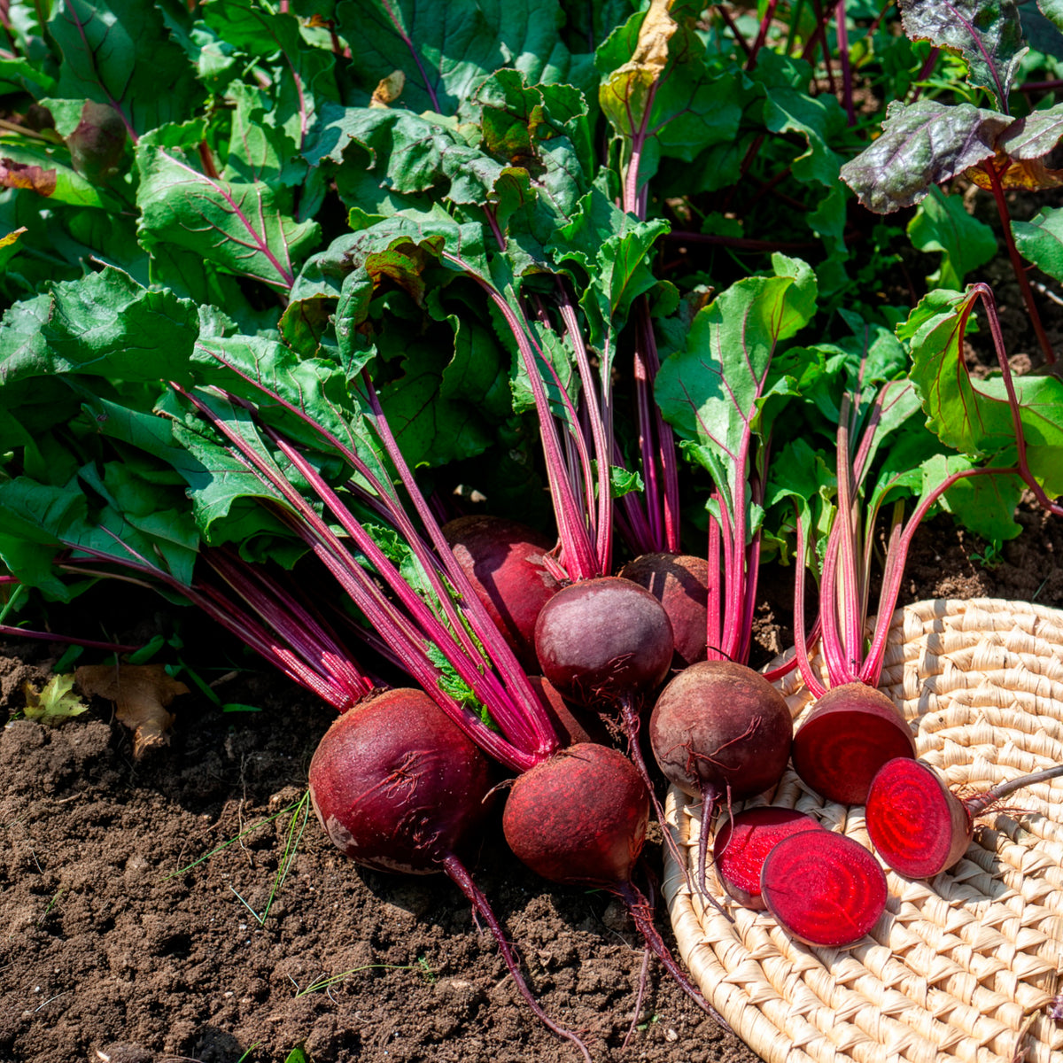Rode biet 'De Detroit 2' - BIO - Beta vulgaris de detroit 2 - storuman - Bakker