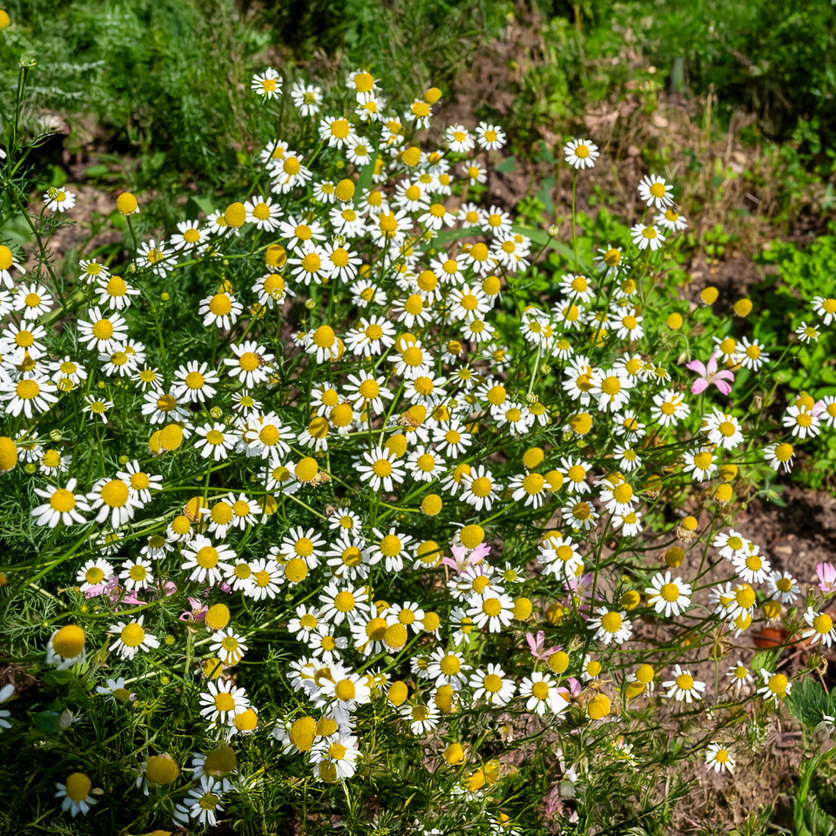 Matricaria recutita - Echte kamille - BIO - Bloemzaden voor perken en borders