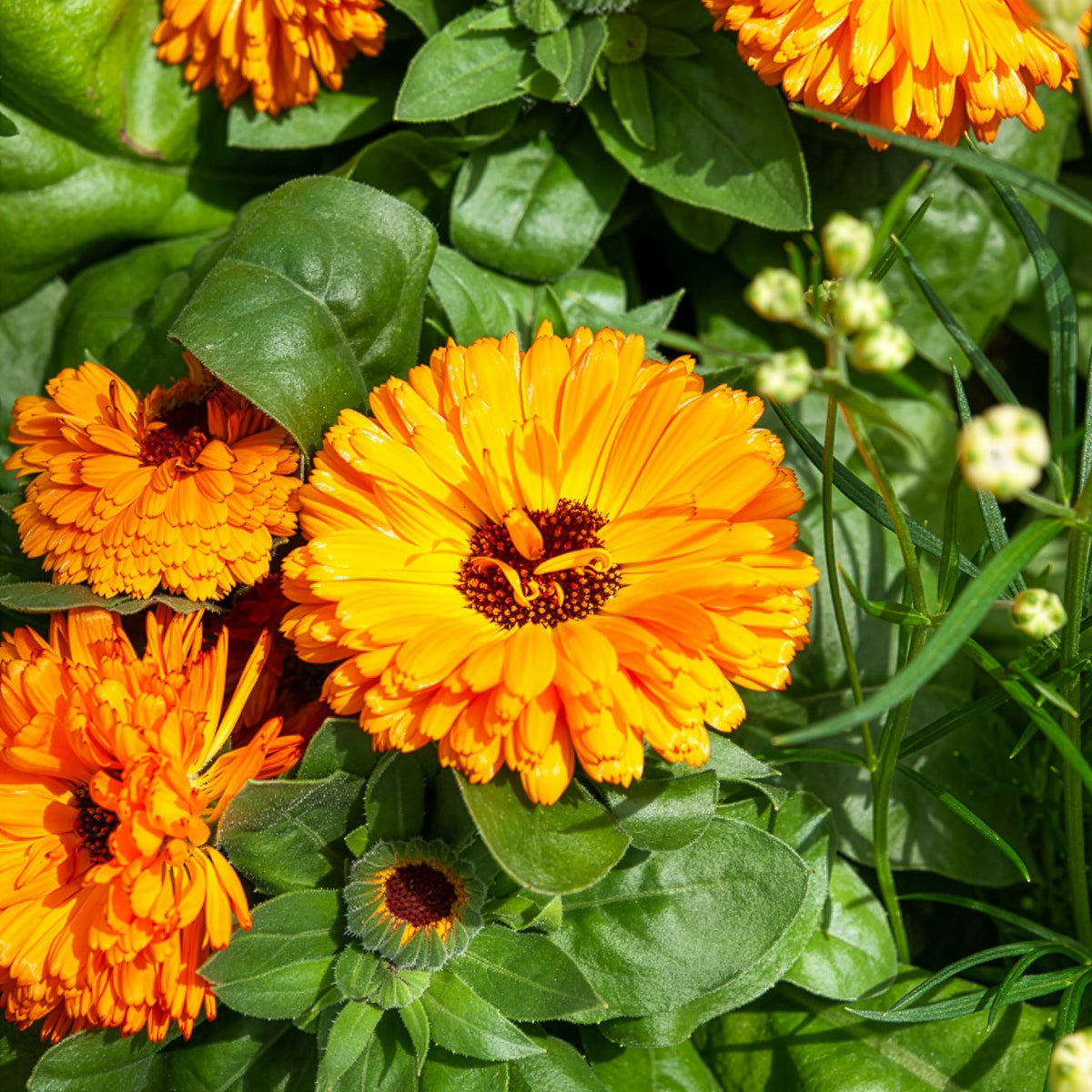 Goudsbloem 'Orange Gitana' - Calendula officinalis orange gitana - Bakker