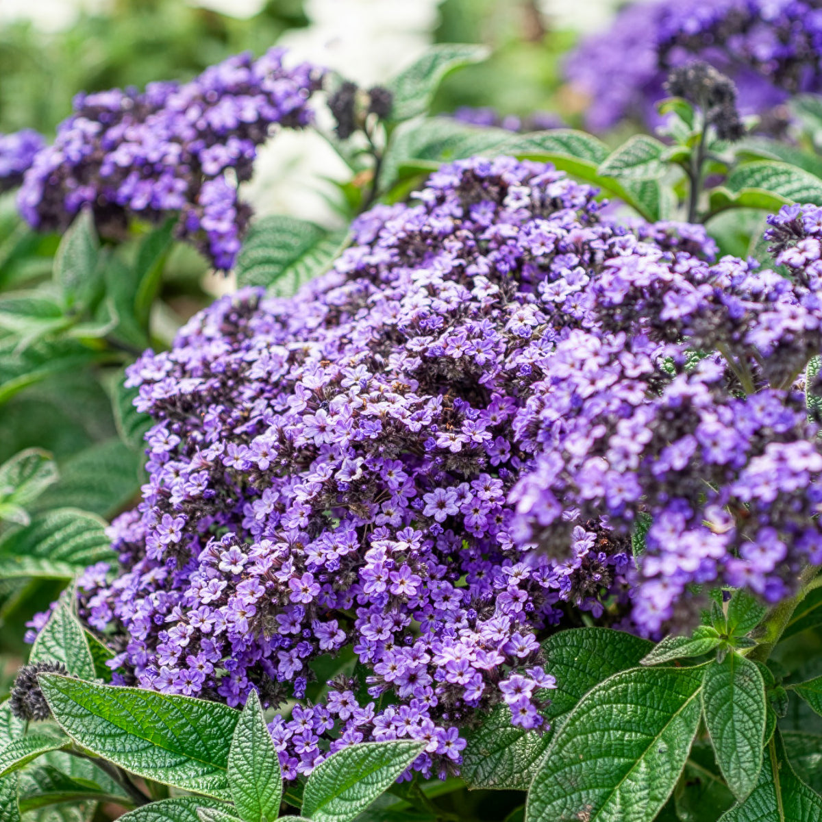 Heliotropium arborescens - Vanillebloem Heliotropium Marine - Bloemenzaden