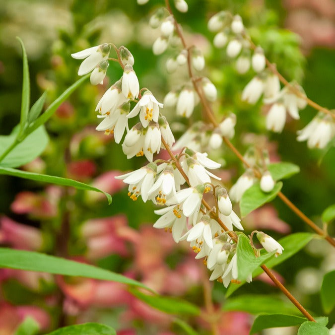 Deutzia pulchra - Pulchra Bruidsbloem - Bloeiende heesters